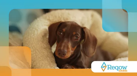 comprar uma nova cama para o cão
