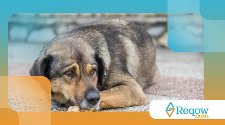 ensinar o cão a respeitar outros animais na rua