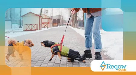 ensinar o cão a respeitar outros animais na rua