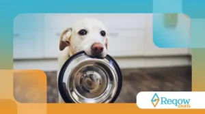 Como ensinar seu cachorro a soltar objetos da boca