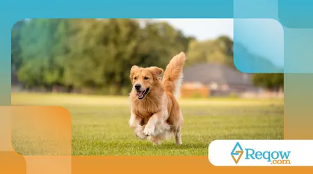 evitar lesões em cães que correm muito