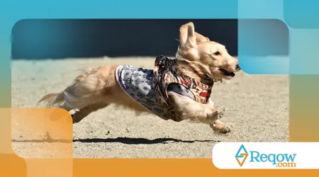 evitar lesões em cães que correm muito