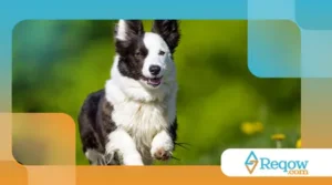 Como evitar lesões em cães que correm muito