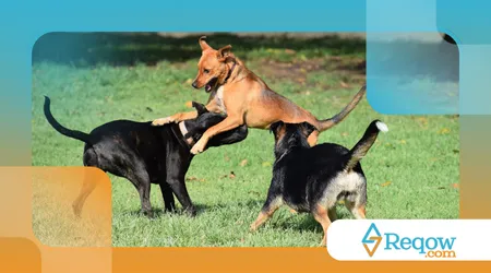 importância de brincar com o cão todos os dias