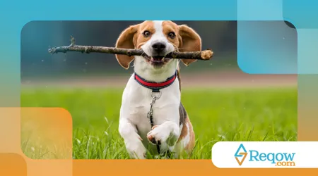 importância de brincar com o cão todos os dias