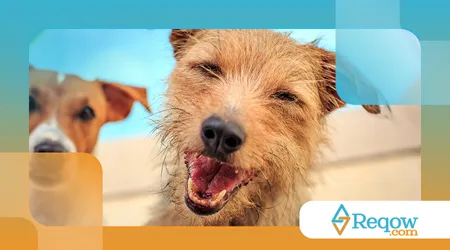 manter cães de apartamento ativos e felizes