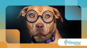 A origem dos nomes dos cães de raças populares
