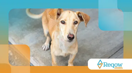 origem dos nomes dos cães de raças populares
