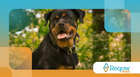 origem dos nomes dos cães de raças populares