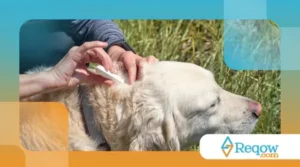 Como prevenir doenças transmitidas por carrapatos