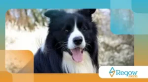 Cães com padrões de pelos raros