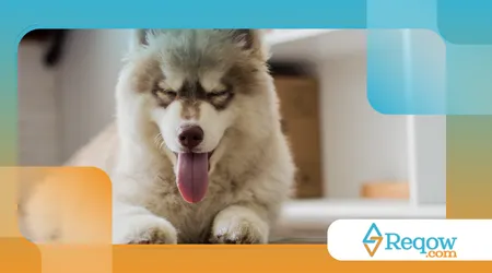 Cães com padrões de pelos raros