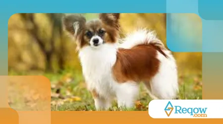 Cães com padrões de pelos raros