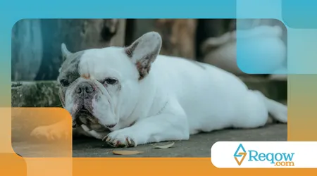 Cuidados especiais com cães braquicefálicos