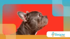 Cuidados especiais com cães braquicefálicos (focinho achatado)