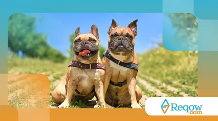 Cuidados especiais com cães braquicefálicos