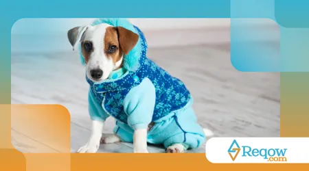 acostumar o cachorro a usar roupinhas no inverno