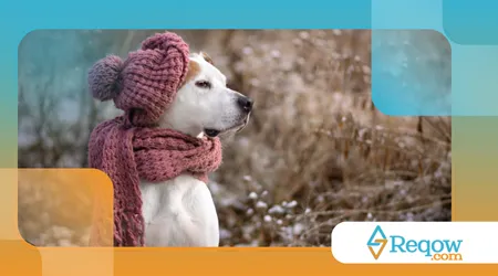 acostumar o cachorro a usar roupinhas no inverno