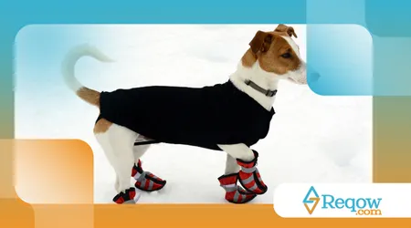 acostumar o cachorro a usar roupinhas no inverno