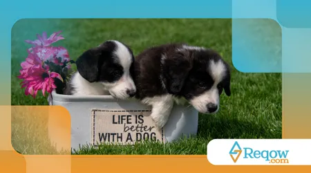 cães que se adaptam melhor a climas extremos