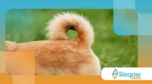 Por que alguns cães nascem com cauda enrolada