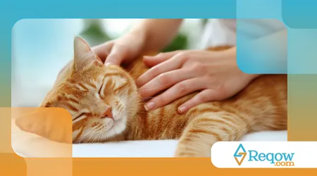 como a obesidade afeta os pets