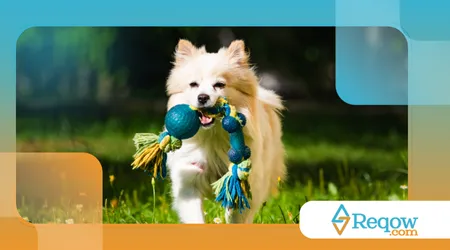 como a obesidade afeta os pets