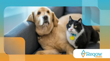 como a obesidade afeta os pets