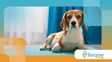 doenças comuns em cães de apartamento