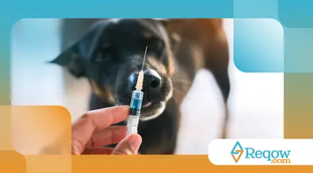 doenças comuns em cães de apartamento