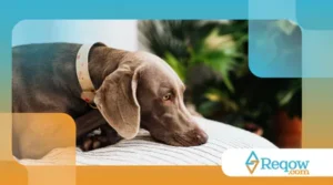 Prevenção de doenças comuns em cães de apartamento