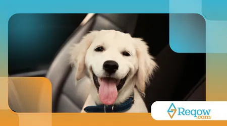 ensinar o cão a entrar e sair do carro