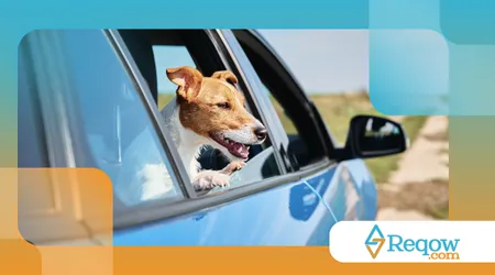 ensinar o cão a entrar e sair do carro