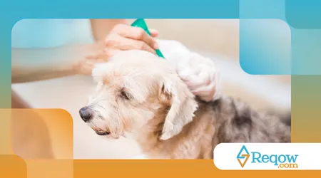 evitar intoxicações domésticas