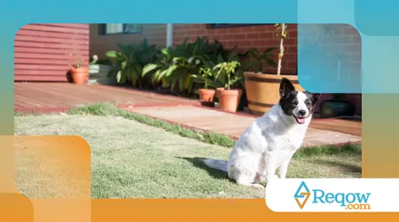 evitar que o cão destrua plantas no quintal