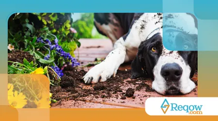 evitar que o cão destrua plantas no quintal