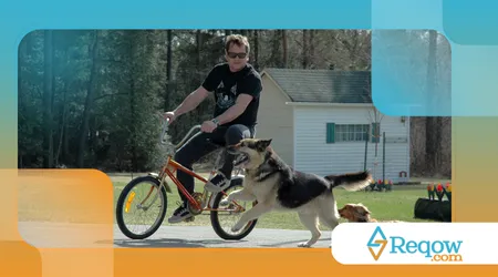 evitar que o cão persiga bicicletas ou motos