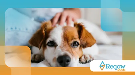 integrar o cão à rotina do tutor home office