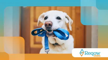 integrar o cão à rotina do tutor home office