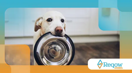 lidar com cães possessivos em relação à comida