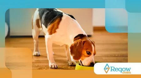 lidar com cães possessivos em relação à comida