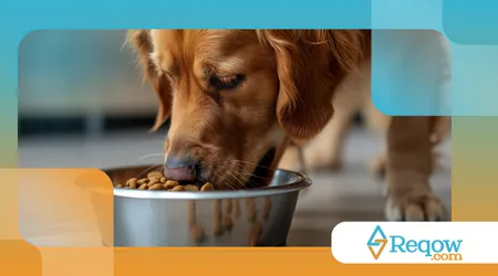 lidar com cães possessivos em relação à comida