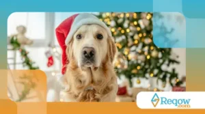 Receitas de petiscos natalinos para cães usando apenas ingredientes seguros e acessíveis