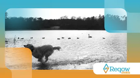 proteger o cão de pisos muito quentes ou frios