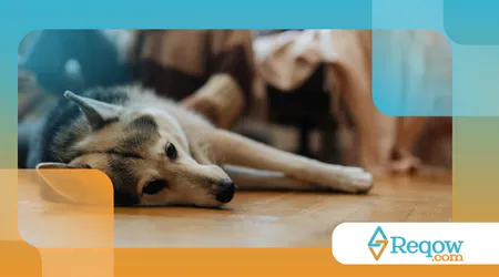 proteger o cão de pisos muito quentes ou frios