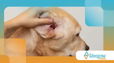 protetor auricular para cães