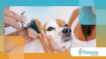 protetor auricular para cães