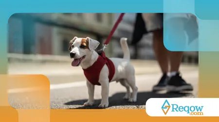 rotina de passeios que realmente beneficie o cão