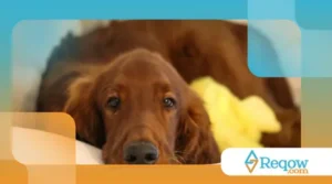 O papel da música e dos sons relaxantes no bem-estar canino