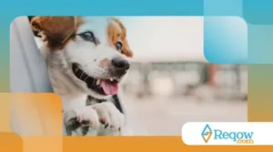 Preparando a Mala e a Mente: viagem com cachorro ano novo